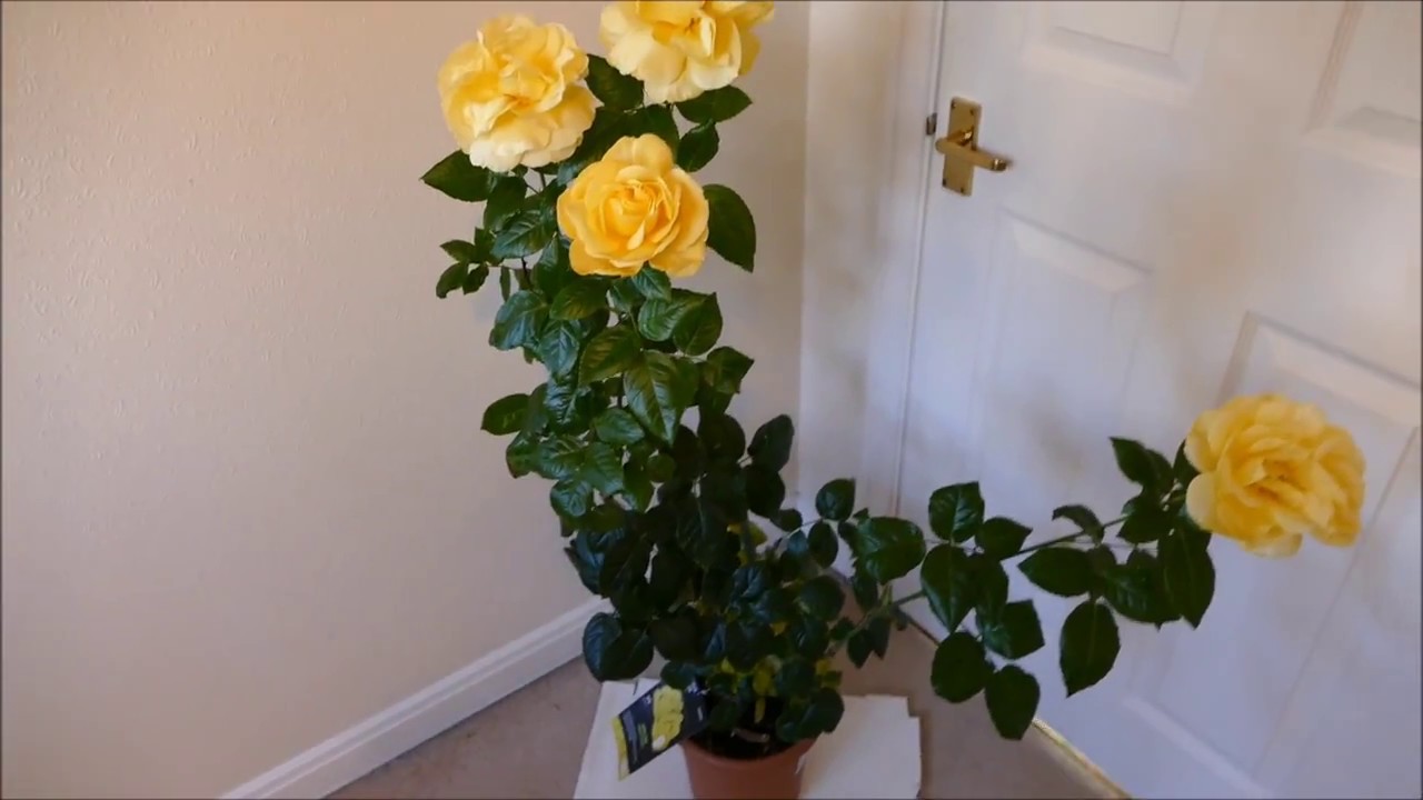 My Floribunda Rose Back In Full Bloom Despite The Frosts