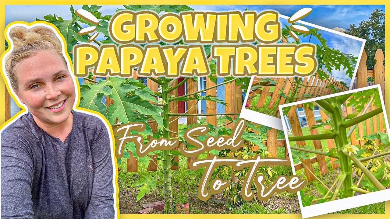 Growing Papaya Trees From Seed To Tree In Our Florida Food Garden | Tampa Bay Urban Homesteading
