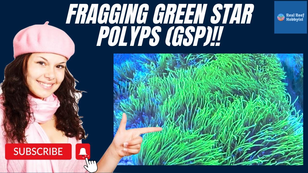 Easy Fragging of Green Star Polyps!