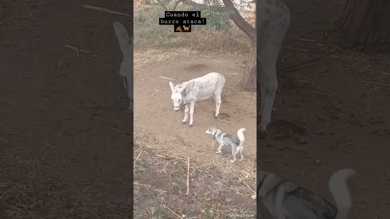 cuando el burro ataca xD #burros #burro #husky #shorts #peleas #viral