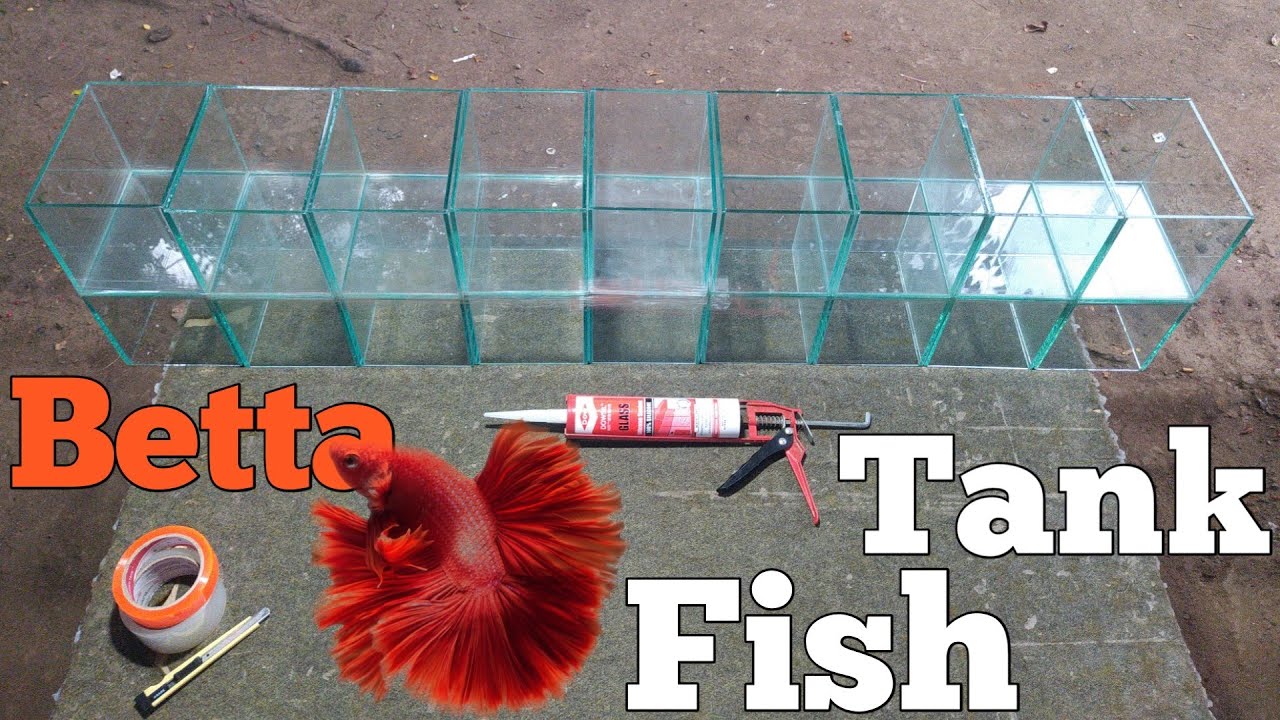 CARA MENGELEM SOLITER IKAN CUPANG❗UKURAN 20X15X15 KACA 5MM