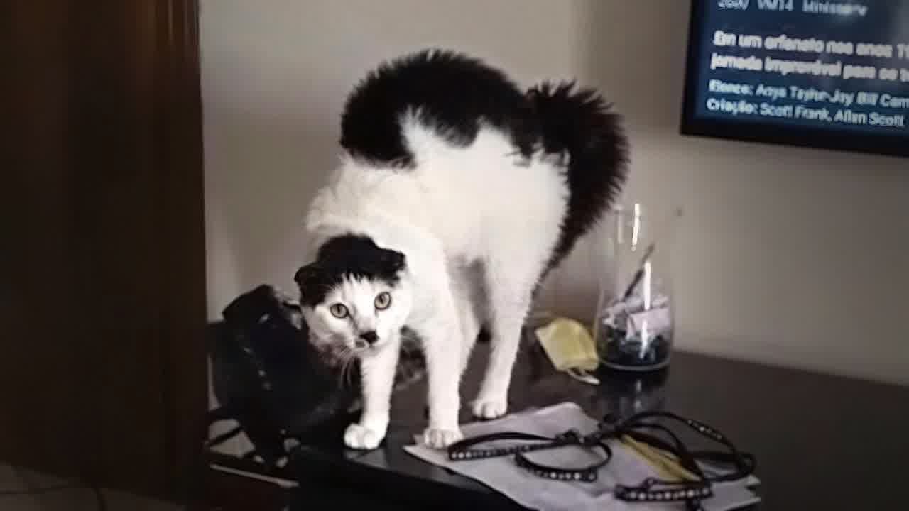 You Laugh You Lose😽Funniest Dogs and Cats 2025😼🐶