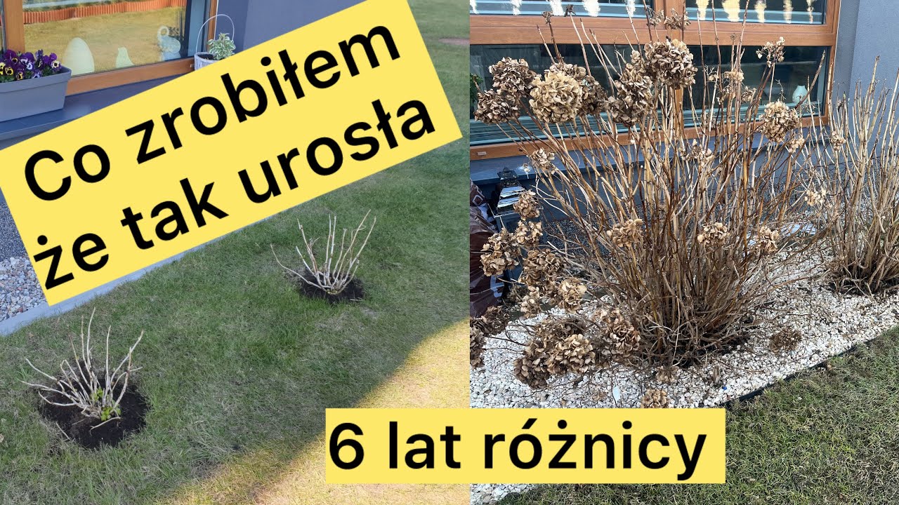 Hortensja ogrodowa – jak wyhodować duży i piękny krzew? Lokalizacja, cięcie i pielęgnacja 