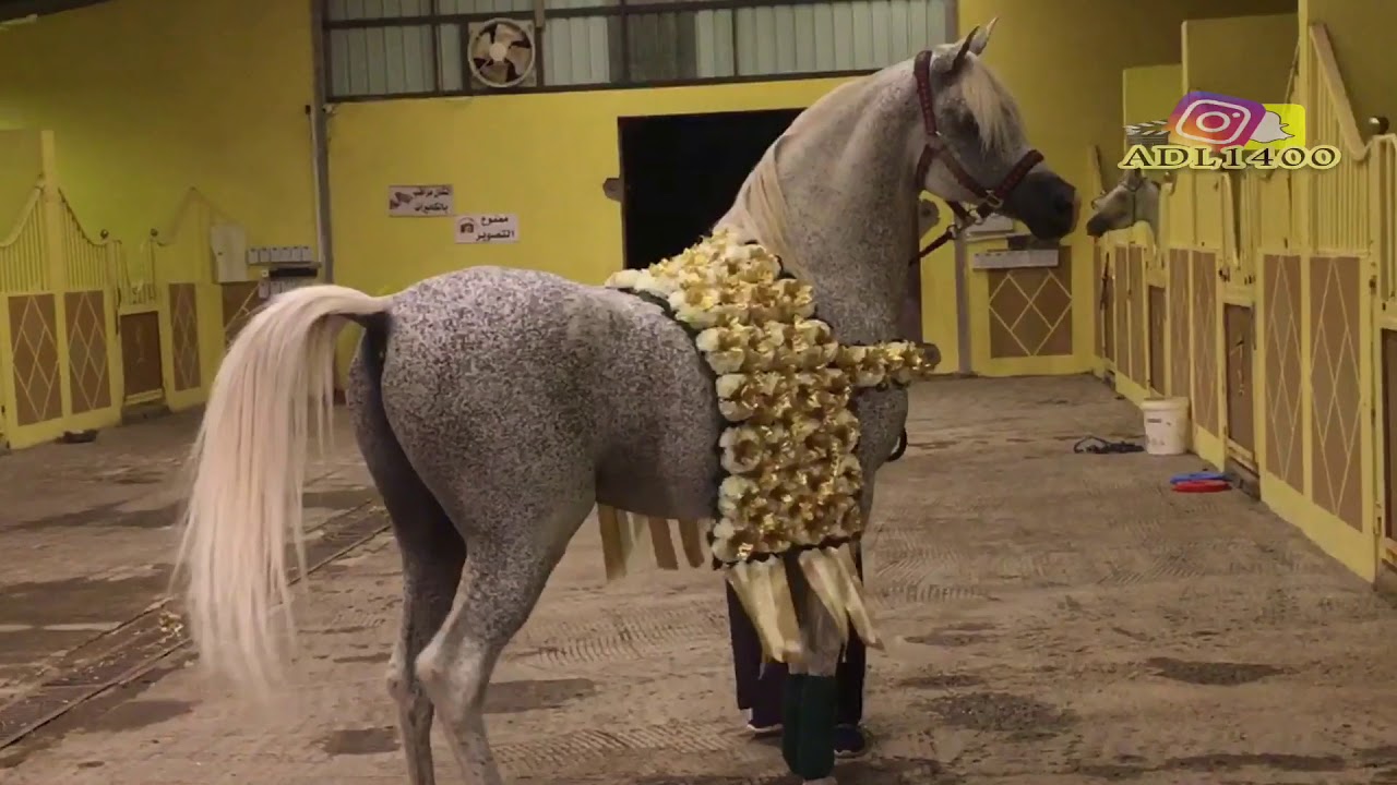 لحظة وصول بطل الذهب طامي الثاني
