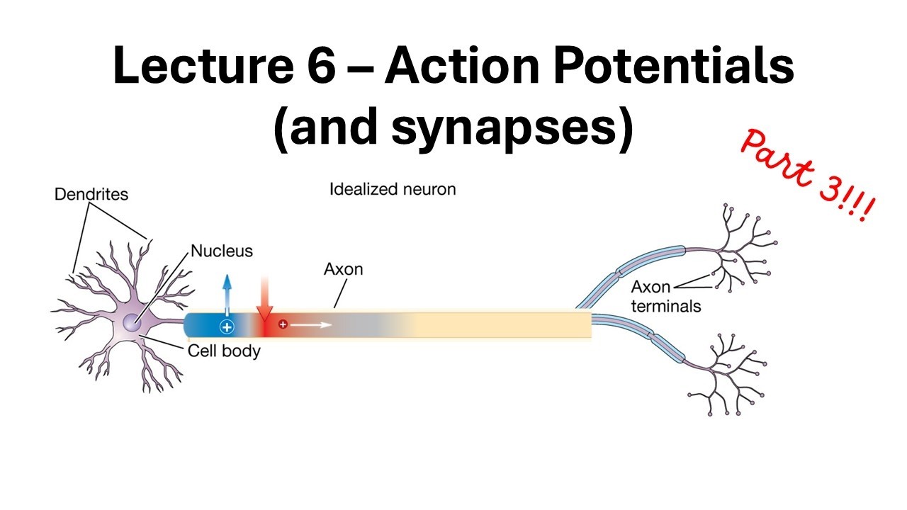 More on Action Potentials - Getting to the End (terminal)!