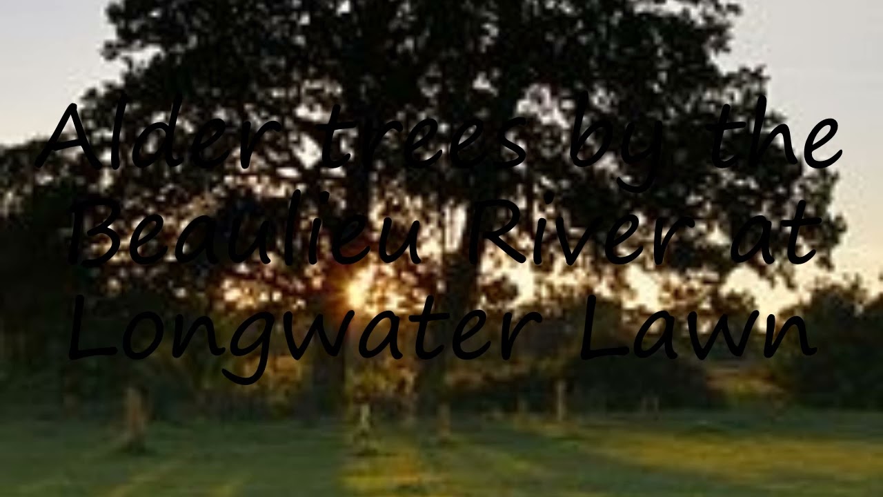 How to pronounce Alder trees by the Beaulieu River at Longwater Lawn in English?
