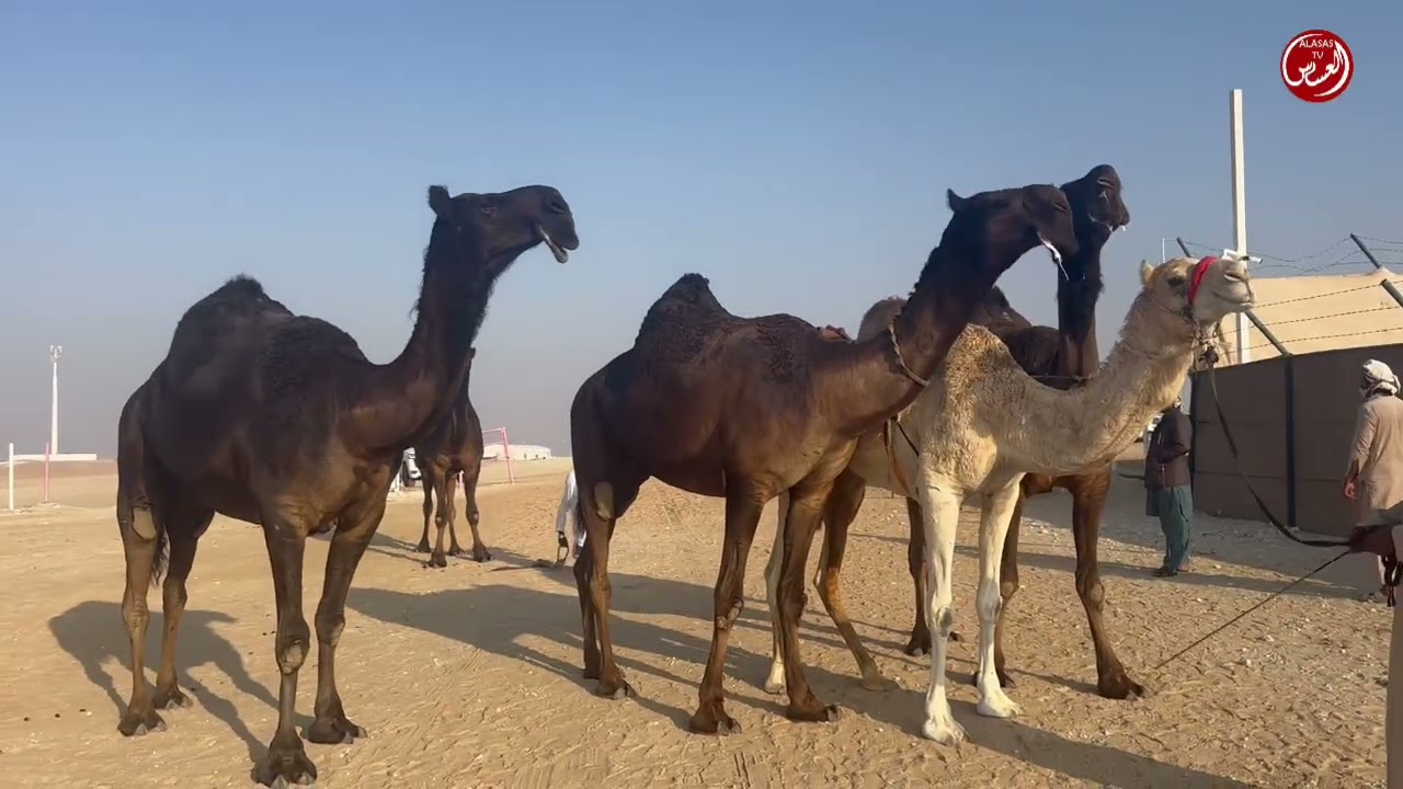 مهرجان