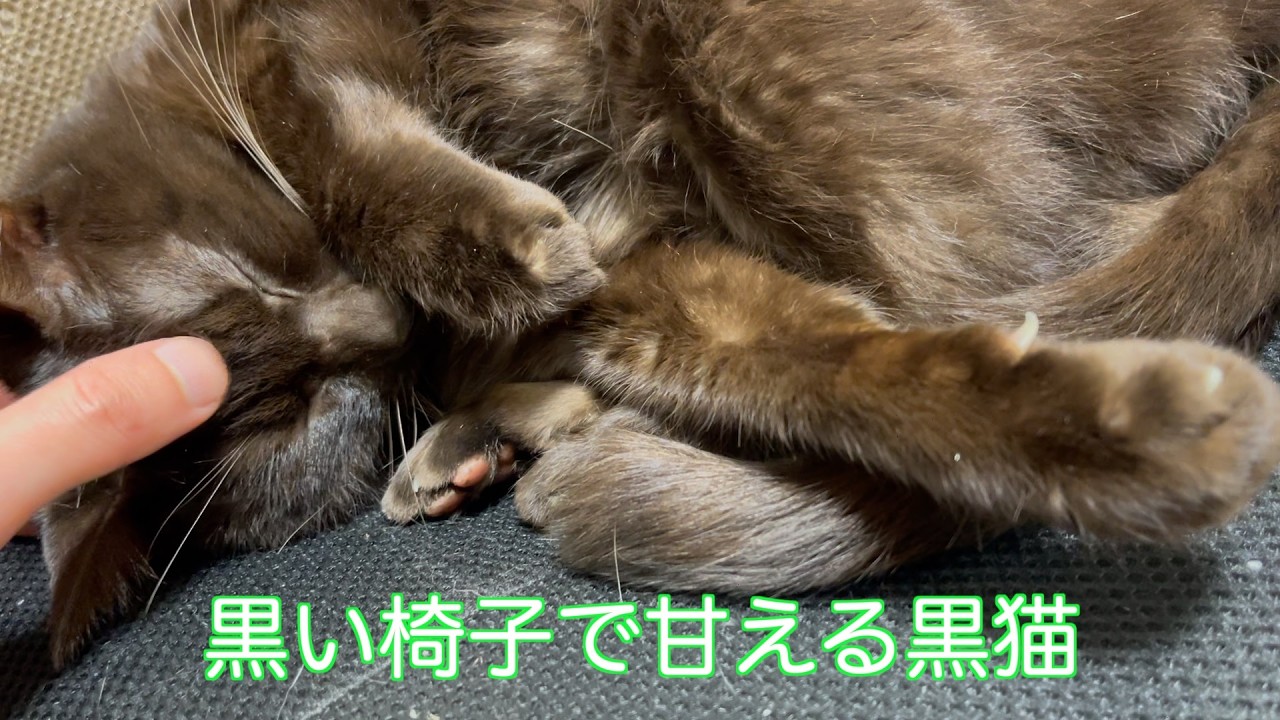 黒い椅子で甘える黒猫