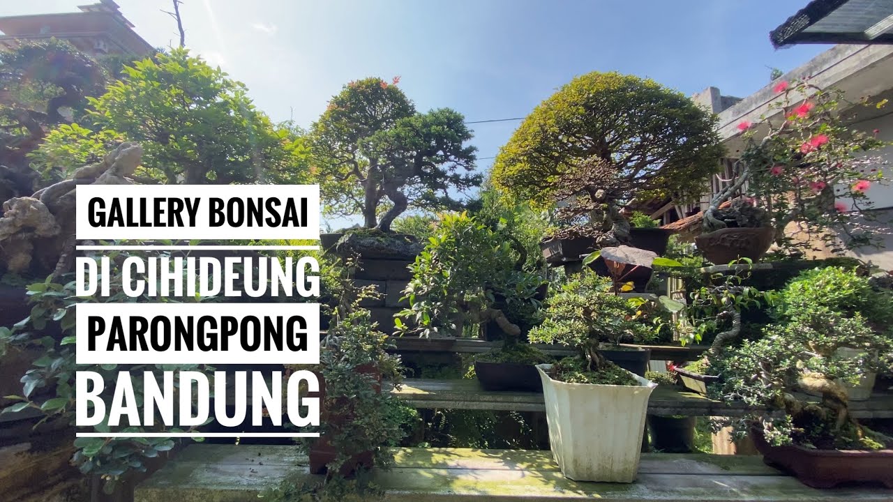 VIDEO 69 || BONSAI DI BANDUNG CIHIDEUNG PARONGPONG