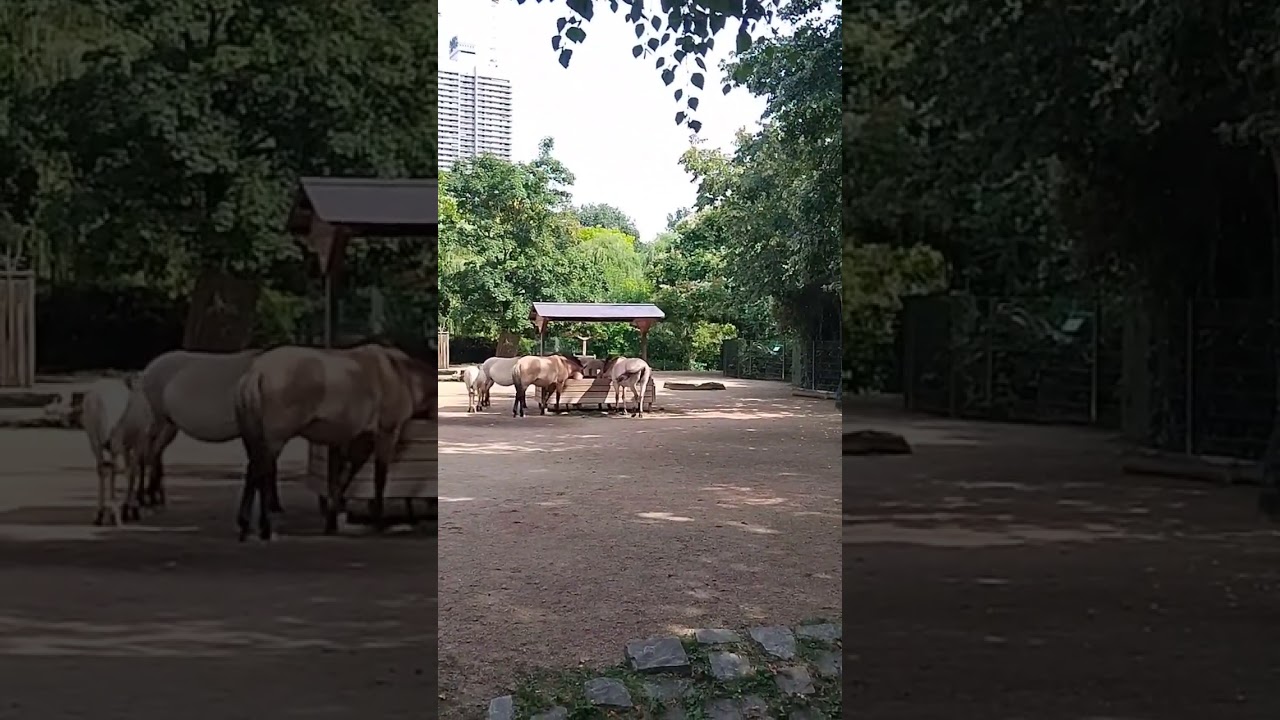 Köln - Kölner Zoo - Sommer 2025