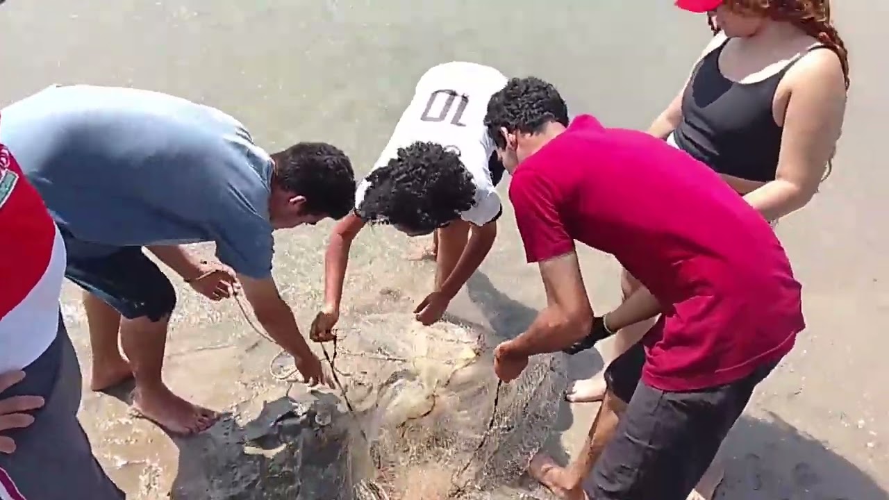 Pescaria de tarrafa na praia Panaquatira 