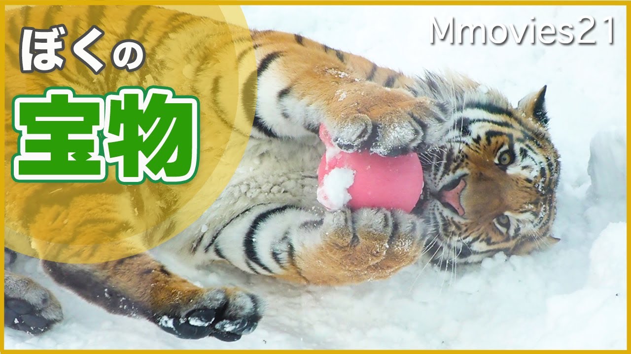 【1歳のアムールトラ】夢中で遊んでいたら宝物紛失！雪遊びあるある〜円山動物園のトート