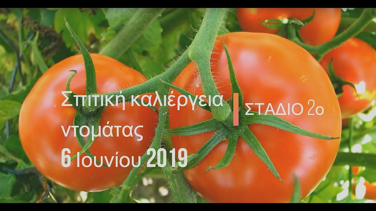 Περιποιήση ντομάτας Νο2