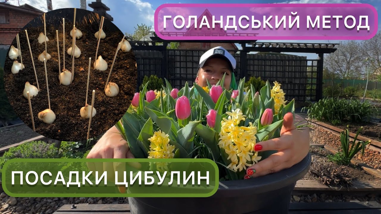 Садимо тюльпани, нарциси, гіацинти, крокуси по голанській технології. Супер спосіб посадки.