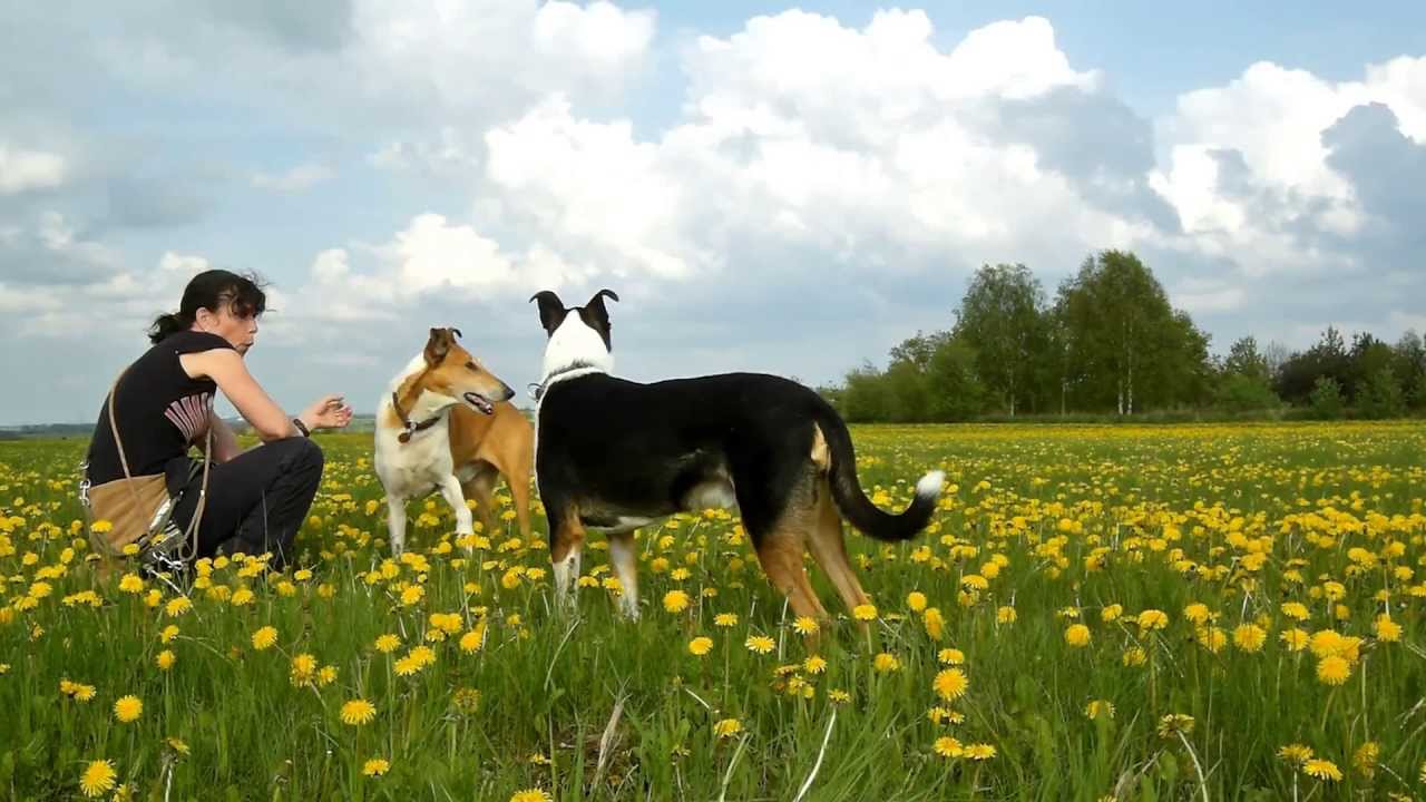 Dandelion Day