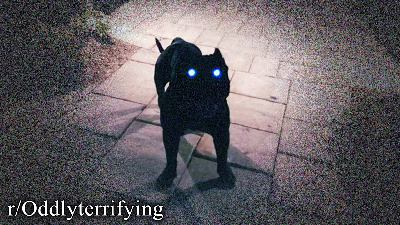 r/OddlyTerrifying | БЕГИ.