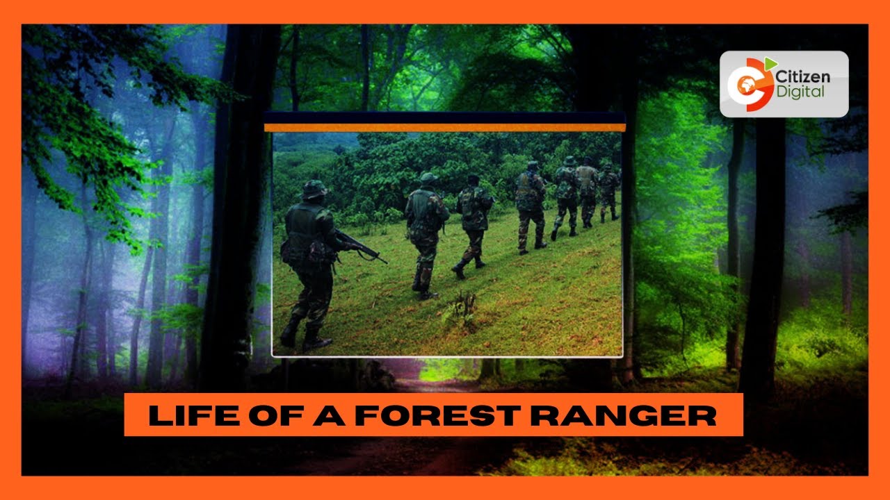 Life of a Forest Ranger | Rangers tasked with protecting forests from loggers