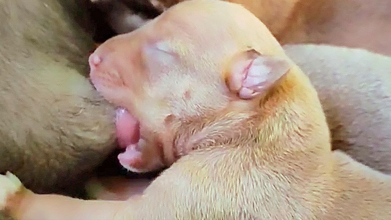 cute 3 days old puppy drinking, breastfeeding mum & milk🥰🥰 #puppy #cute #viral #cutedog #doglife