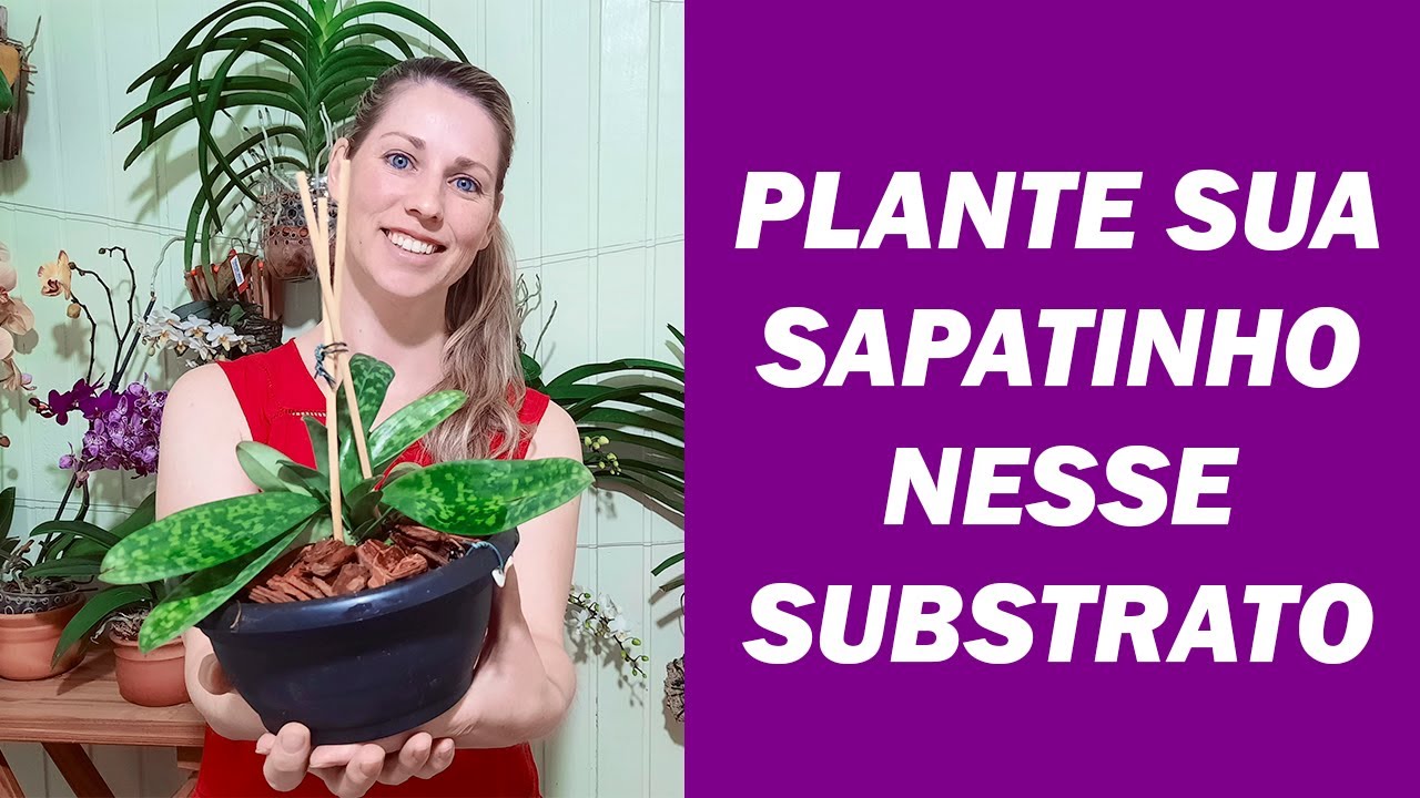 Como Plantar e onde Cultivar a Orquídea Sapatinho