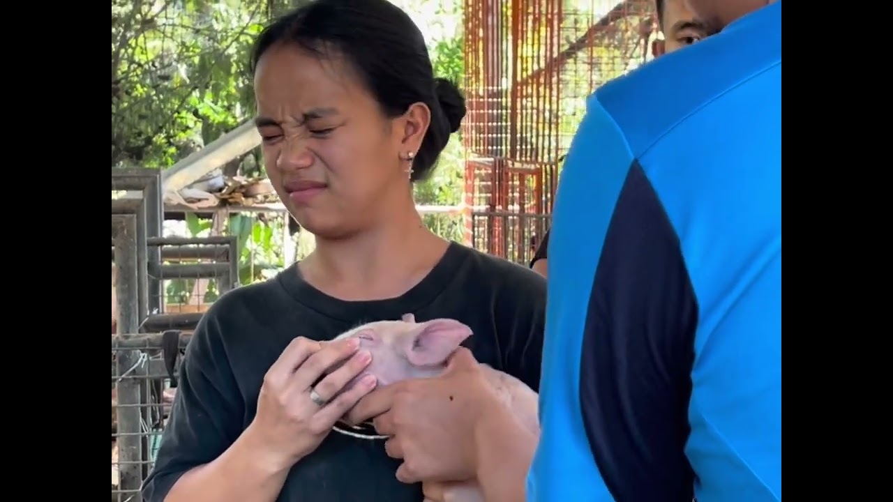 Iron Supplement for our Baby Pigs