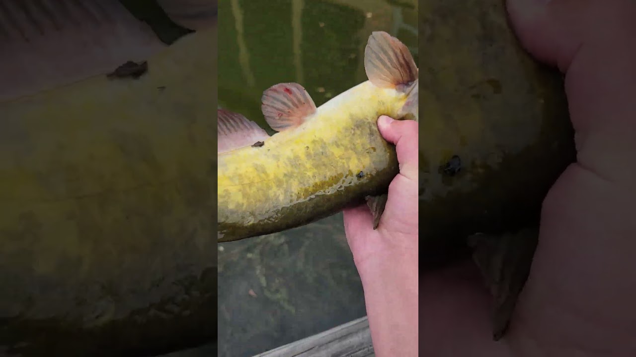 Pb bullhead Catfish#shorts