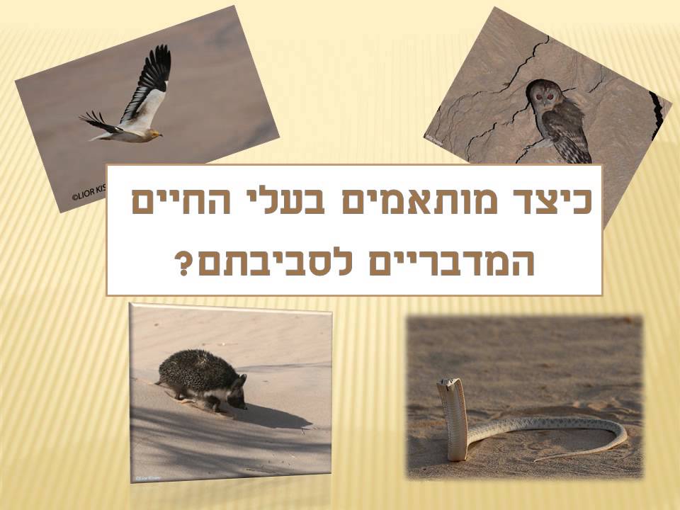 התאמה של בעלי חיים לסביבה מדברית