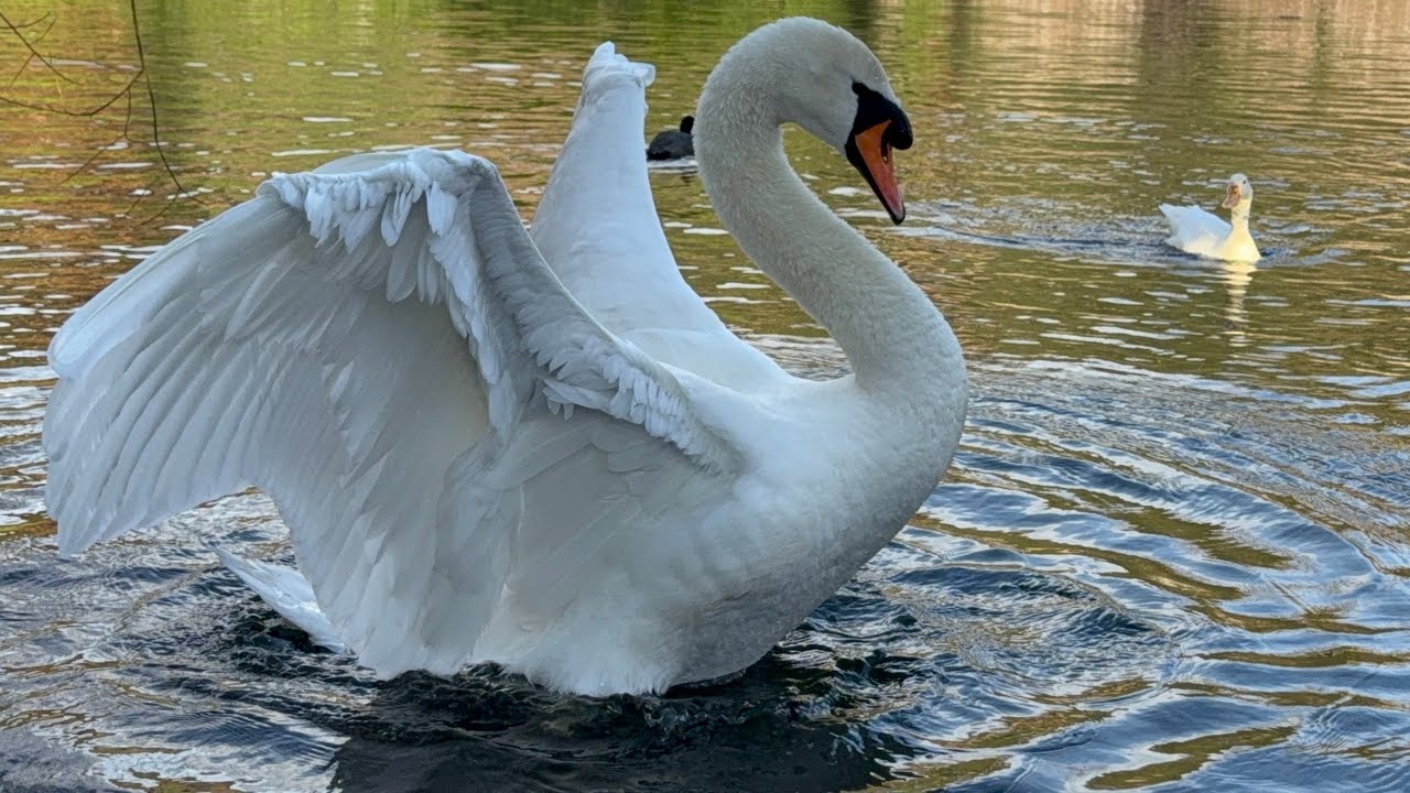 Having More Seeds, Cob Attacks White Duckling! (Hugo & Princess) 31 January, 2026. 