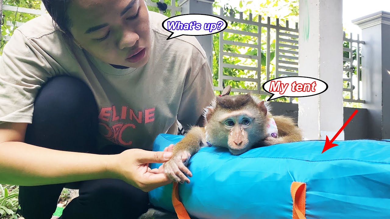 Monkey Lyly couldn't believe her mother had put the tent away while she was playing with it