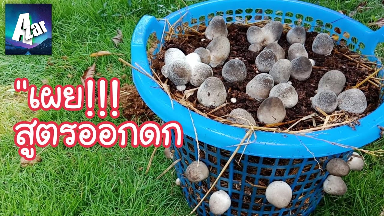 เพาะเห็ดฟางในตะกร้า 