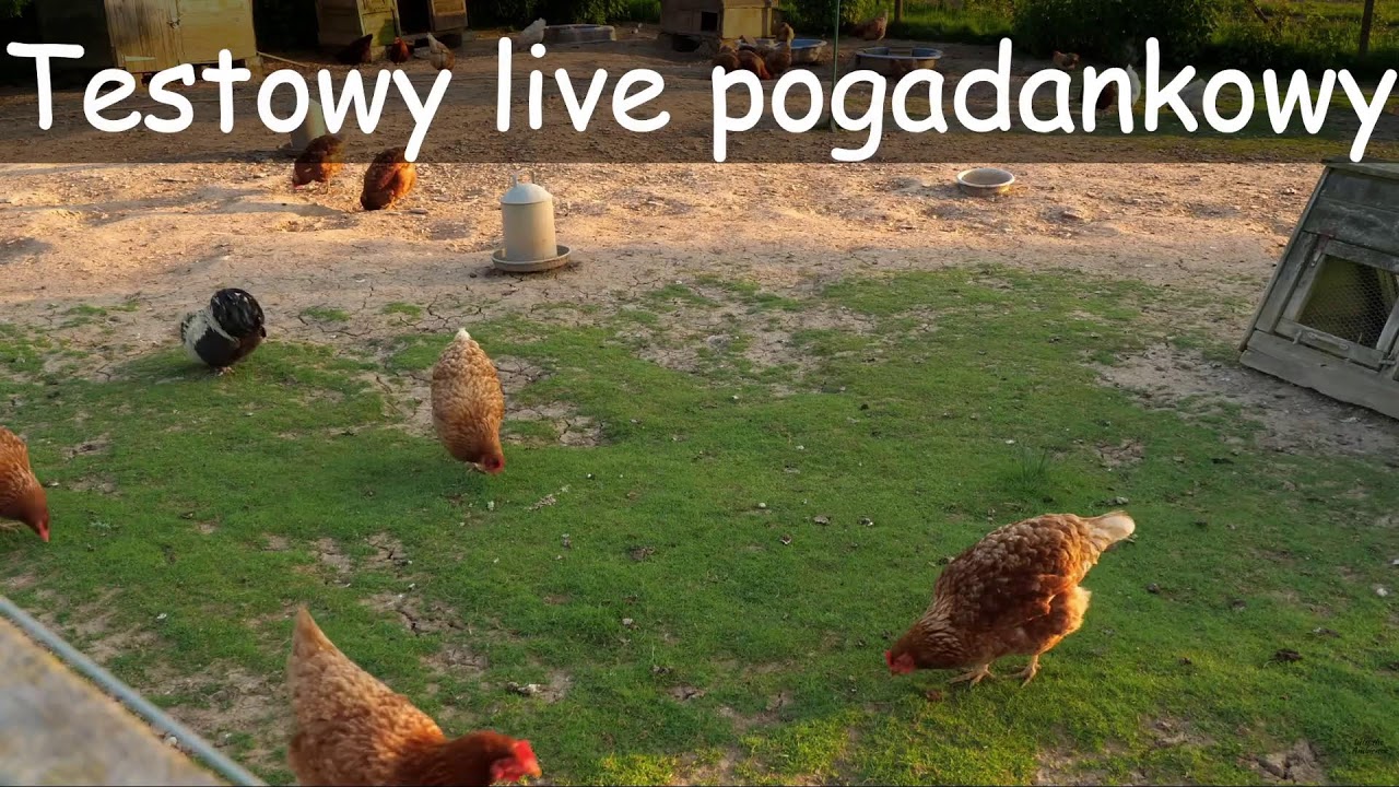 Testowy LIVE - wpadnij pogadać z Wujem!