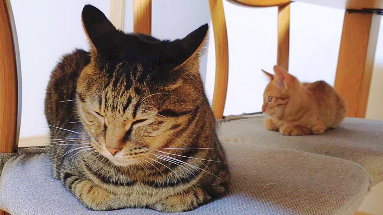 子猫のウザ絡みに付き合ってあげない先輩猫