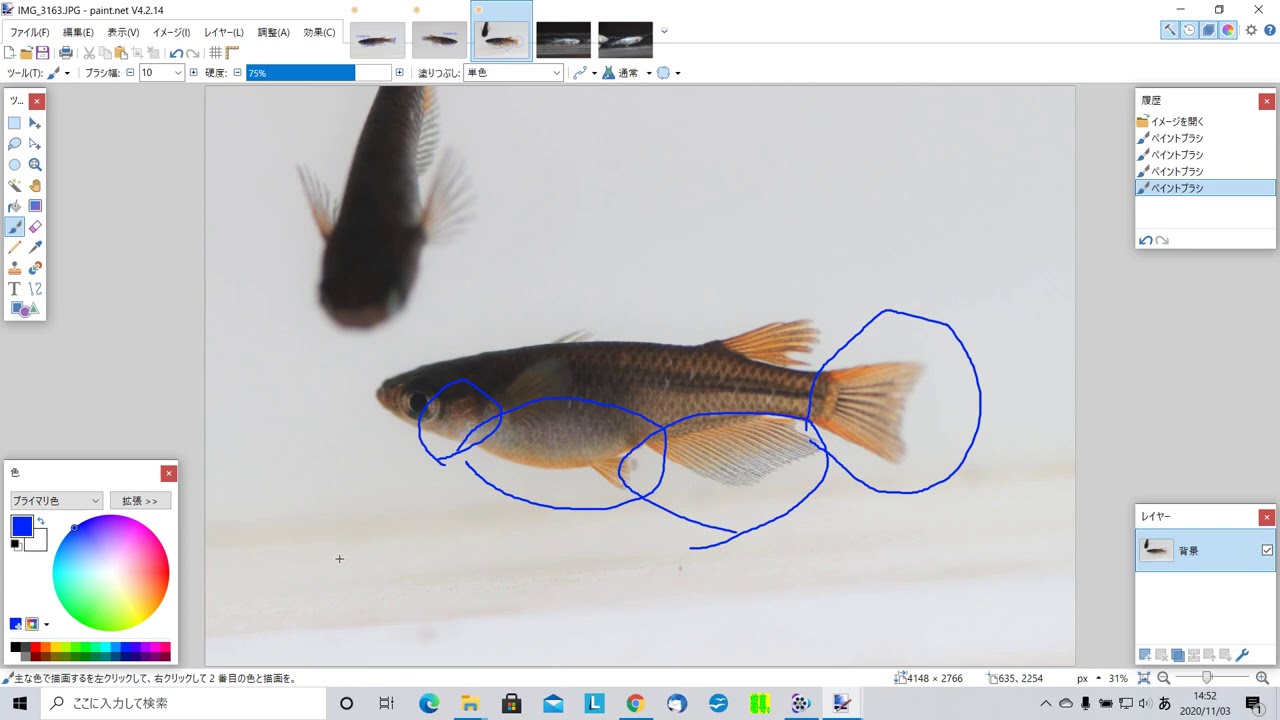 【メダカ飼育】透明鱗の特徴を解説。透明鱗とはどんな表現か。