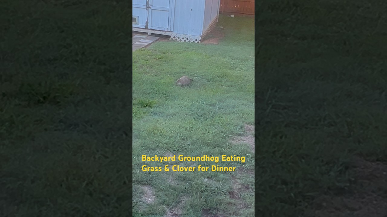 Neighborhood Groundhog Visits My Backyard, East Tennessee