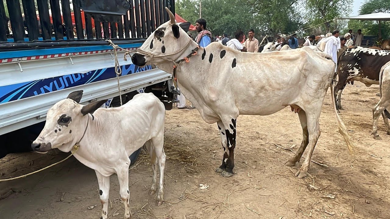 domail mandi  latest update ll taxila mandi ll Fateh jangi cow with baby ll jamil tv ll