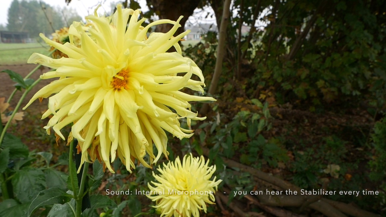 Panasonic DMC G80 / G81 / G85 Dual I.S Stabilizer Video and Audio-Test