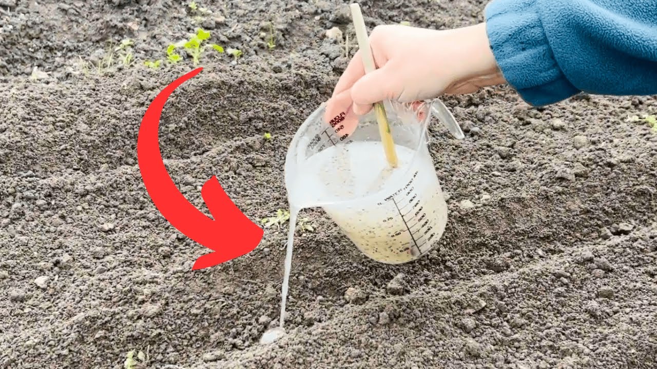 M&ouml;hren richtig s&auml;en &ndash; dieser Trick verdoppelt die Ernte
