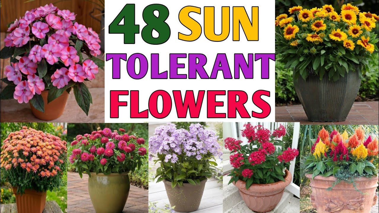 48 Full Sun Tolerant Flower Plants | Heat Tolerant Flower Plants | Plant and Planting