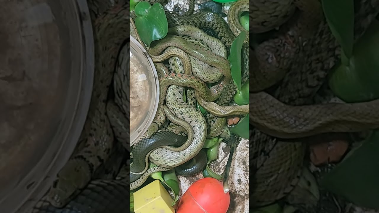 Wildlife, snakes fight for survival in the wild
