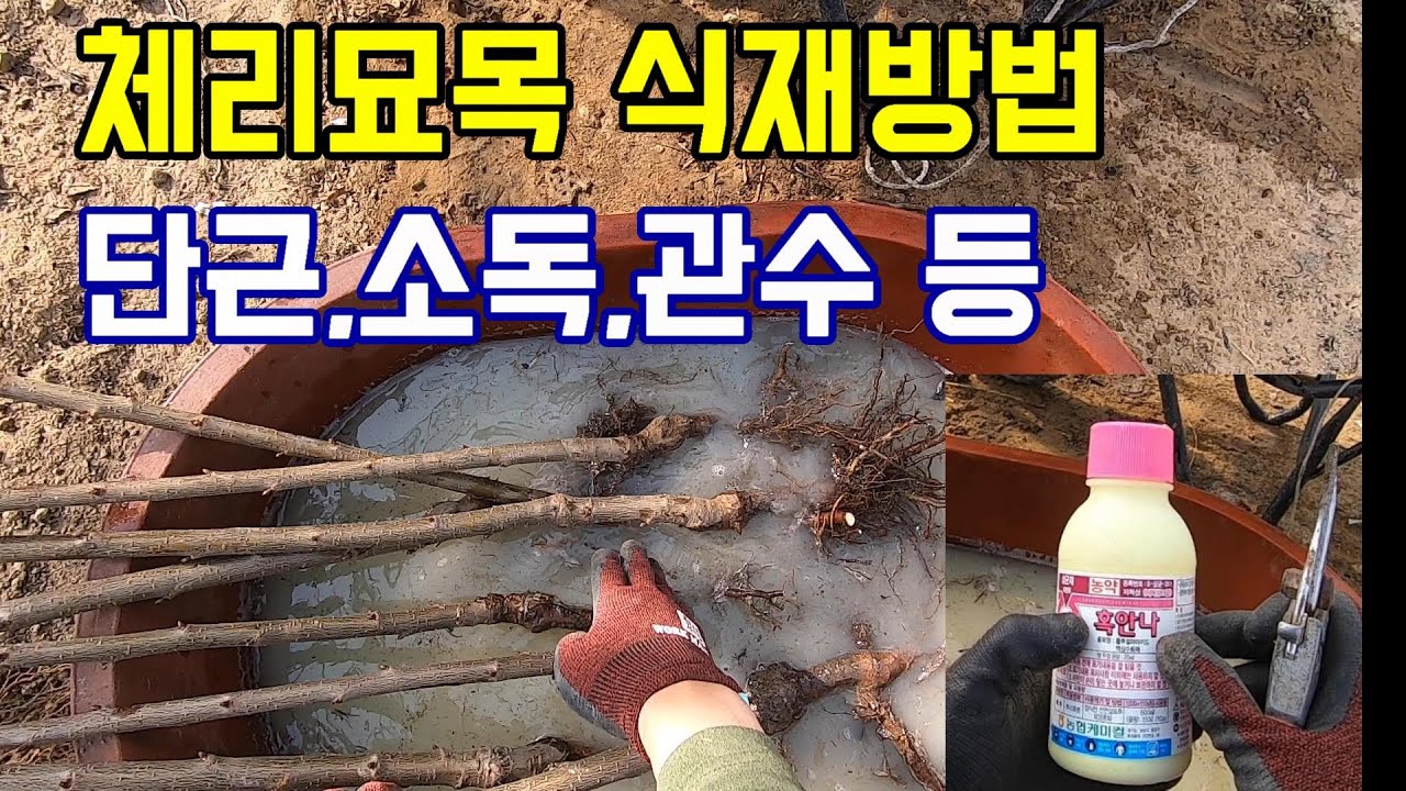 체리묘목 식재.(나무 식재할 때 중요 포인트만~~!!)