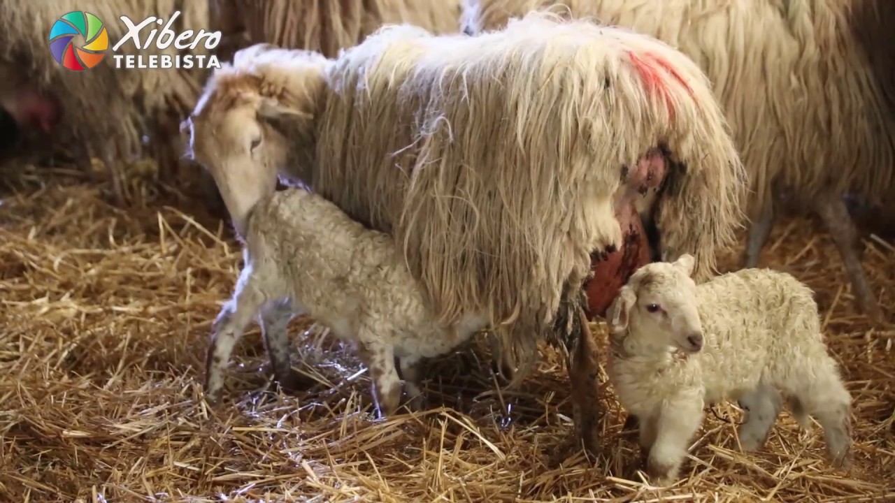 Ferme Larraldea - Bordaxuria