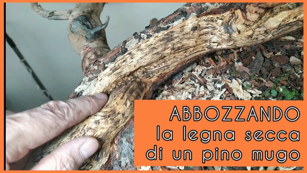 Abbozzando la legna secca di un pino mugo