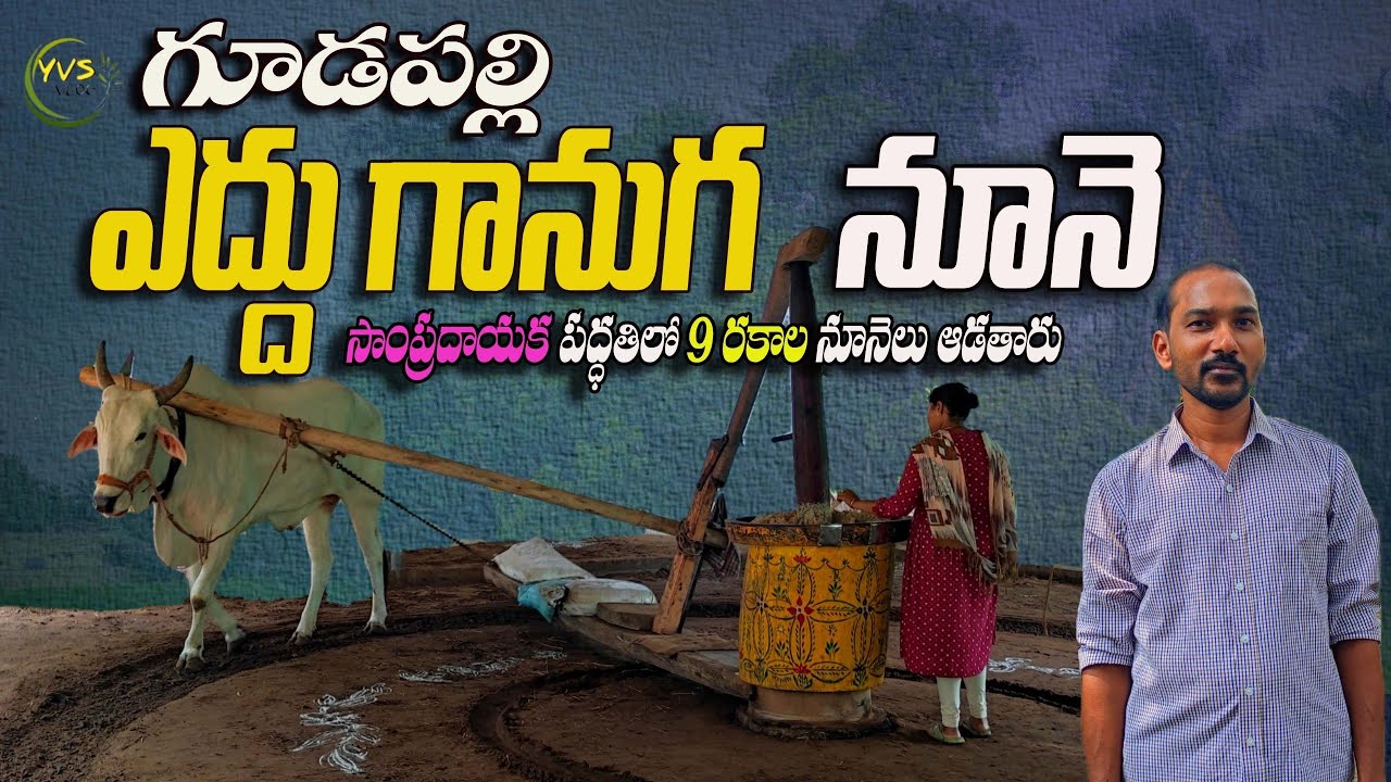 🐄🥃 గూడపల్లి గ్రామంలో ఎద్దు గానుగ నూనె // Bull Driven Peanut Oil 