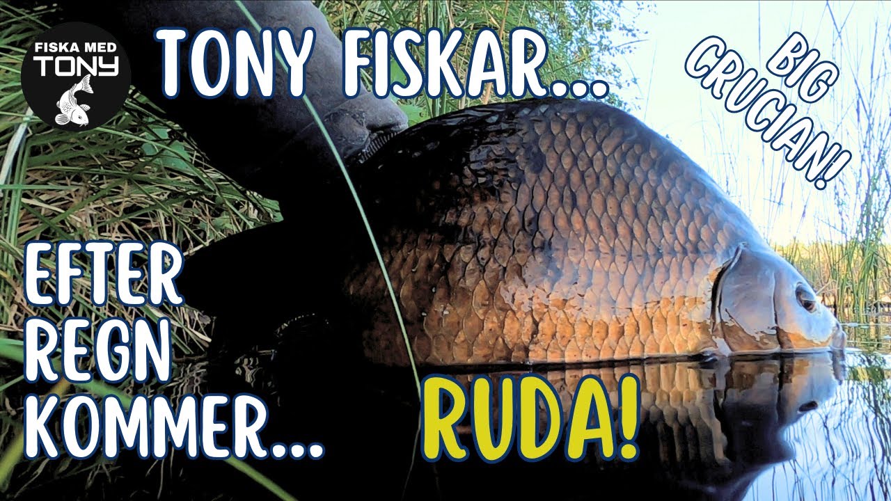 Efter regn kommer… Stora Rudor?!