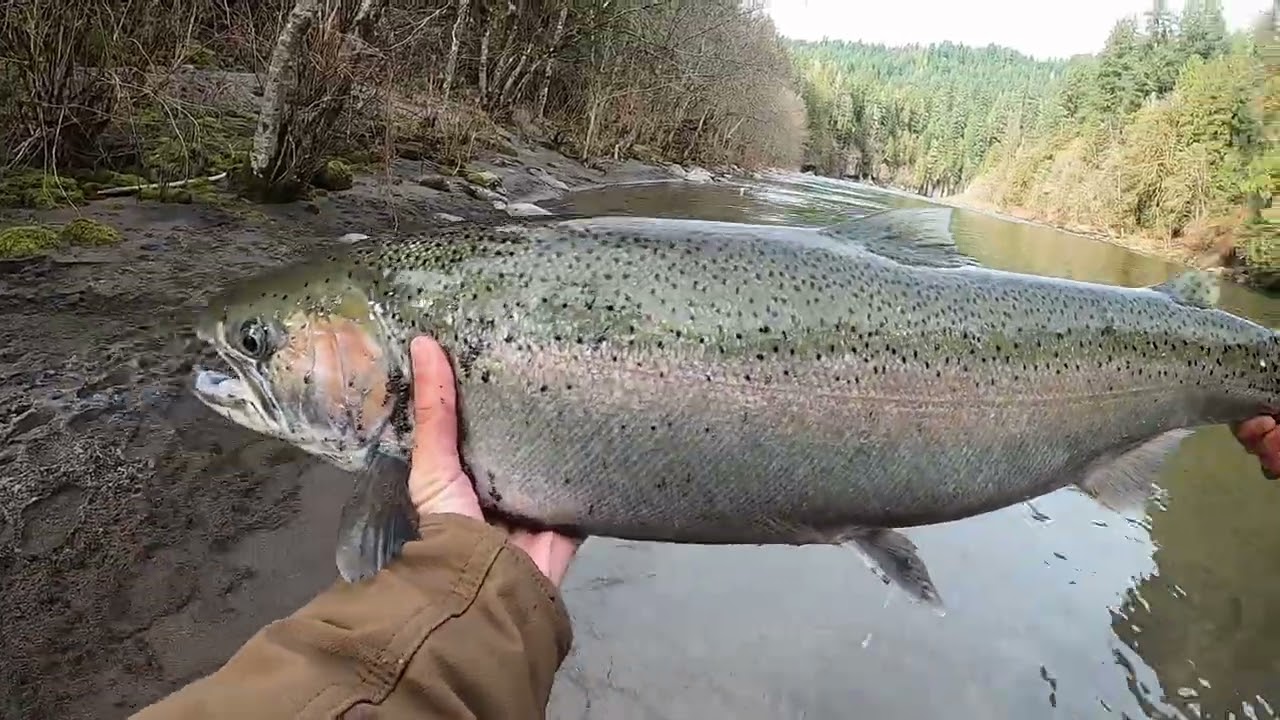 Oregon winter steelhead No Net Solo Trip