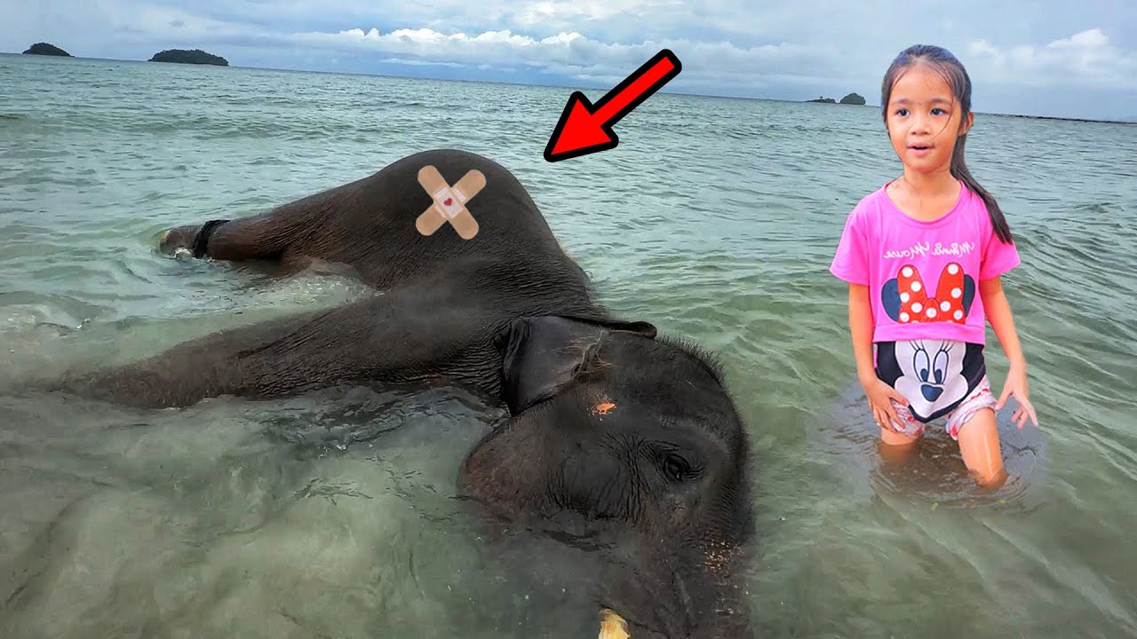 ช่วยด้วย! เจอช้างนอนตาย อยู่ริมทะเล | บริ้งค์ไบรท์