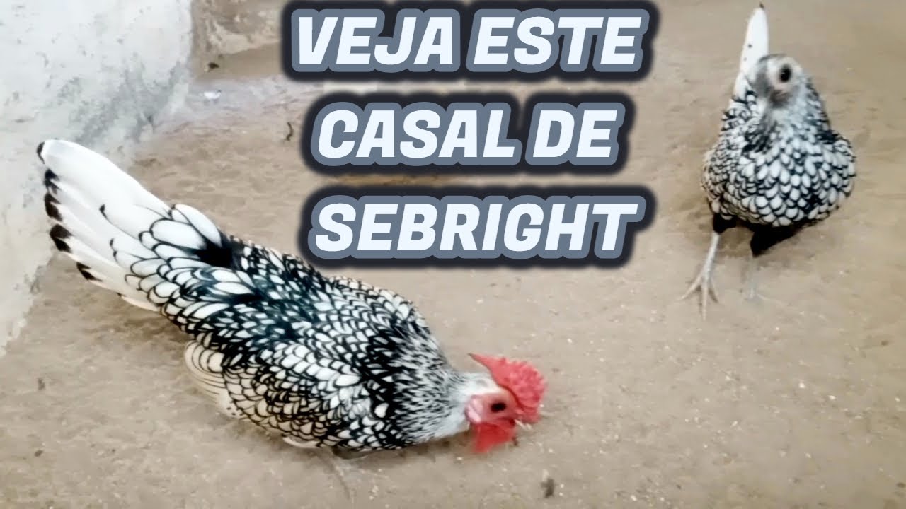 Sebright prata - Zebraite. Casal reprodutores para ovos galados férteis. Galinha Miniatura exótica