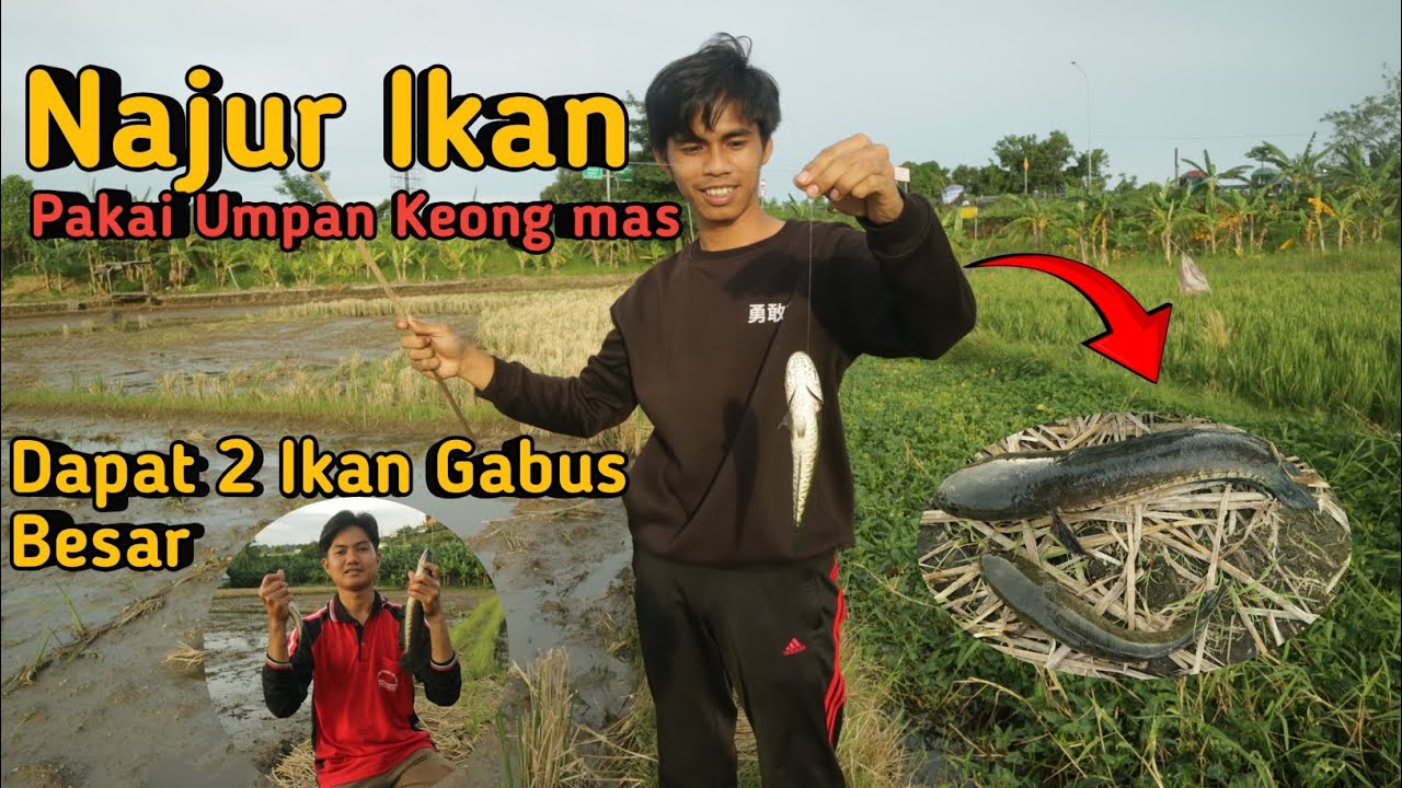 STRIKE 2 IKAN GABUS BABON CUKUP DENGAN UMPAN KEONG MAS🐌
