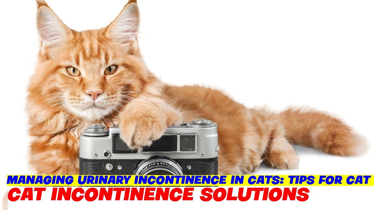 Managing Urinary Incontinence in Cats: Tips for Cat Owners