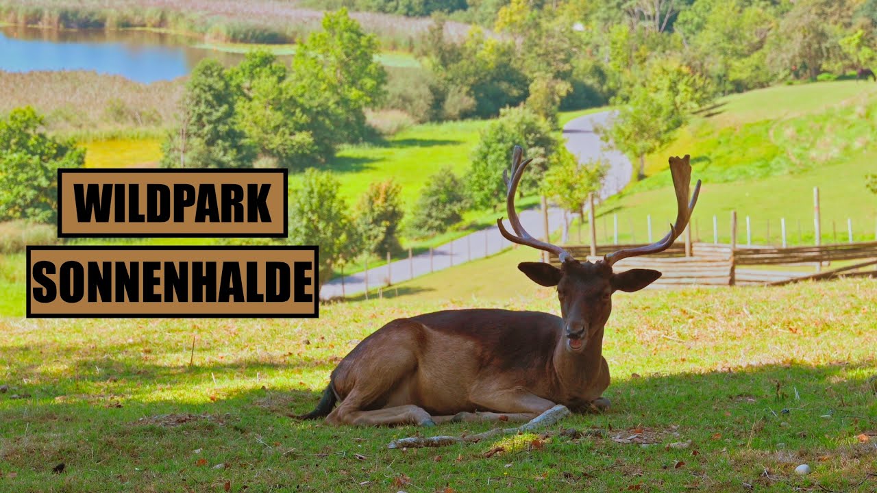WILDPARK Sonnenhalde - Neukirch im Allgäu - Tiervideo für Kinder 4K