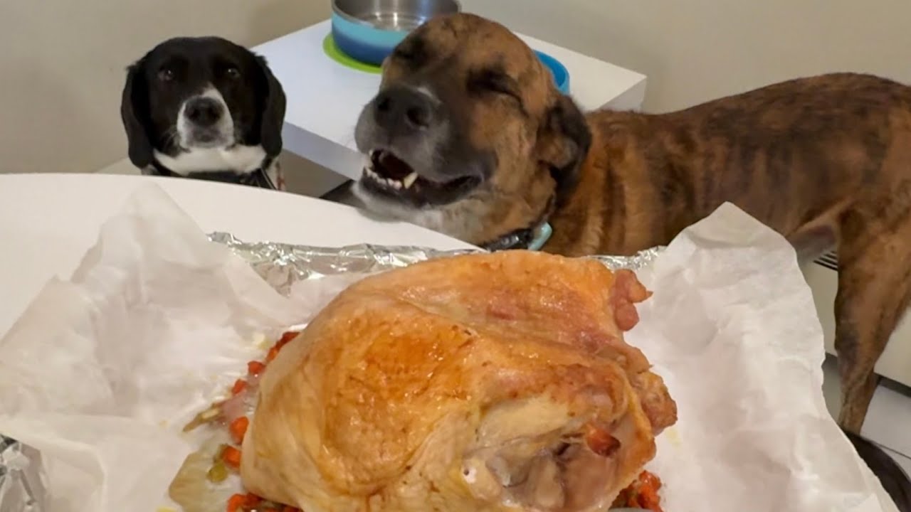Whole Turkey Breast for Dogs | Sally's 5th Gotcha Day |Vlog